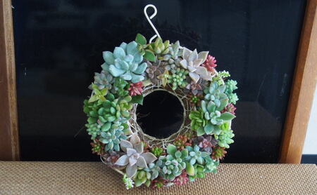 多肉 寄せ植え サークルハンキング 植物 アレンジ 丸型リース 植物 インテリア ガーデン