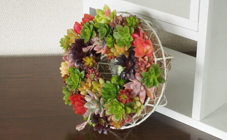 多肉 寄せ植え サークルハンキング 植物 アレンジ 丸型リース 植物 インテリア ガーデン