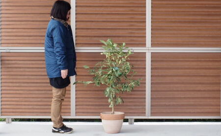 斑入りレモン ピンクレモネード の木 テラコッタ鉢 福岡県朝倉市 ふるさと納税サイト ふるなび