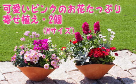 可愛いピンクのお花たっぷりの寄せ植え 舟形mサイズ 2個 福岡県朝倉市 ふるさと納税サイト ふるなび