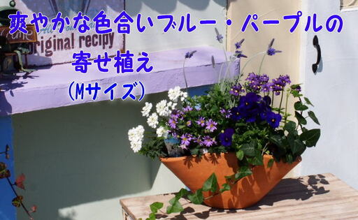 ブルー・パープルの寄せ植え（舟形Mサイズ）1個 花 植物 10,080円