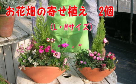 可愛いお花畑の寄せ植えl Mサイズ 2個セット 福岡県朝倉市 ふるさと納税サイト ふるなび