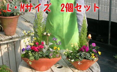 可愛いお花畑の寄せ植えl Mサイズ 2個セット 福岡県朝倉市 ふるさと納税サイト ふるなび