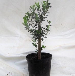 オリーブ苗木ゲムリック2年もの たにぐち農園 福岡県朝倉市 ふるさと納税サイト ふるなび