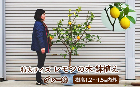特大サイズ レモンの木鉢植え グレー鉢 1個 福岡県朝倉市 ふるさと納税サイト ふるなび