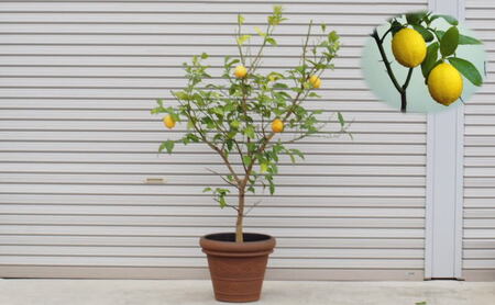 特大サイズ レモンの木鉢植え ブラウン鉢 1個 福岡県朝倉市 ふるさと納税サイト ふるなび
