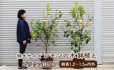 無農薬 レモンの苗木 果樹 特大株 鉢底からの高さは約117センチ