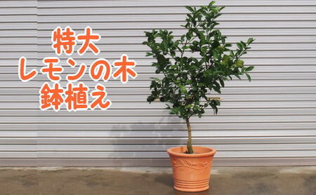 苗木 特大サイズ レモンの木鉢植え テラコッタ鉢 40cm 配送不可 北海道 沖縄 離島