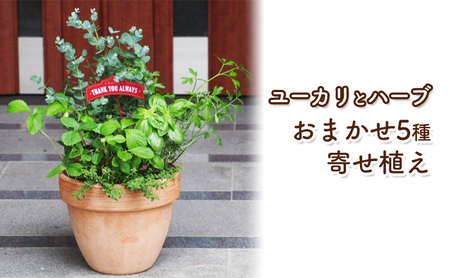 ユーカリとハーブ5種 寄せ植え 福岡県朝倉市 ふるさと納税サイト ふるなび