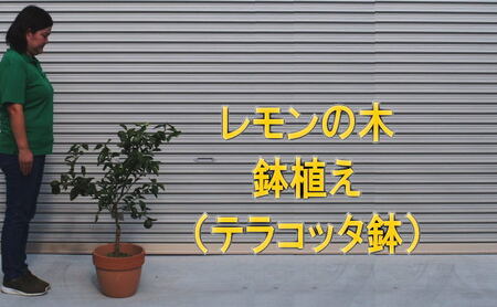 苗木 レモンの木鉢植え テラコッタ鉢 30cm 配送不可 北海道 沖縄 離島