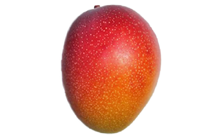 マンゴー 朝倉産 約300g×2個 配送不可 離島 果物 フルーツ 完熟 