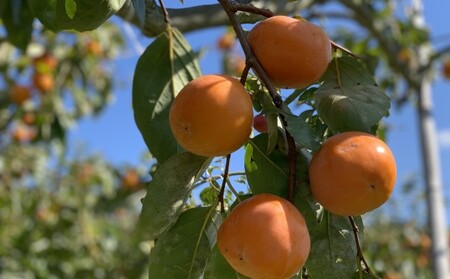 柿 志波 富有柿 冷蔵 約3kg 11～12玉 配送不可 離島 果物類 かき 