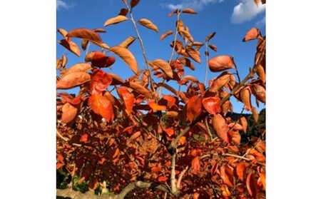 柿 志波 富有柿 冷蔵 約3kg 11～12玉 配送不可 離島 果物類 かき 