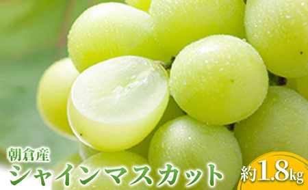 シャインマスカット マスカット ぶどう 1.8kg 2026年 発送 葡萄 ブドウ フルーツ 果物 くだもの デザート 筑前あさくら農協 配送不可 離島