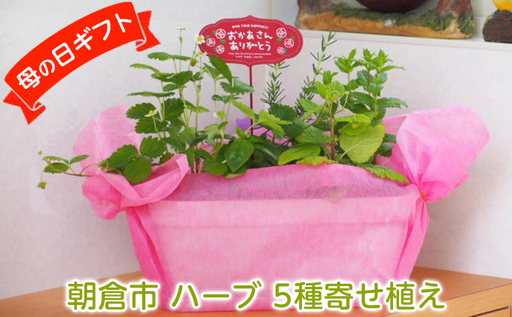 【母の日 ギフト】ハーブ 5種 寄せ植え（オンライン決済限定） 植物