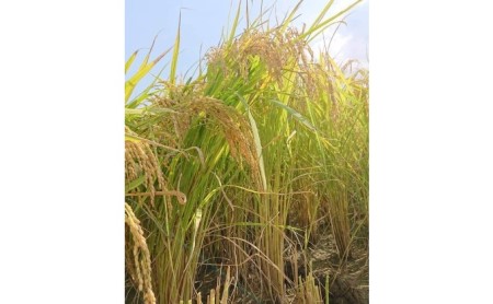 果樹園なのに米もあるよ ヌカ切れ抜群!令和7年度産《金穂銀粒(きんほぎんつぶ)》福岡県 あさくら産 ひのひかり 5kg お米