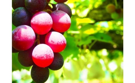 無添加 巨峰 ストレート ジュース 朝雫～AsaShizuku～ 果汁飲料 野菜飲料 ぶどうジュース ブドウ 