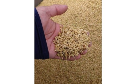 果樹園なのに米もあるよ ヌカ切れ抜群!令和7年度産《金穂銀粒(きんほぎんつぶ)》福岡県 あさくら産 ひのひかり 2kg お米