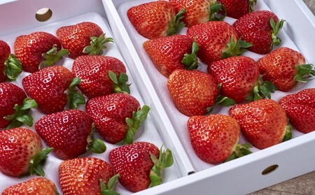 いちご あまおう 贈答用 24～30粒 福岡のいちご！苺 本来の酸味と甘み 配送不可 離島 果物類 イチゴ 