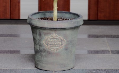 苗木 レモン レモンの木 鉢植え アンティーク風 鉢 27cm ※配送不可:北海道、沖縄、離島 