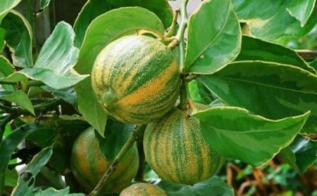 【2022年3月発送開始】斑入り レモンの木 ピンクレモネード 鉢植え