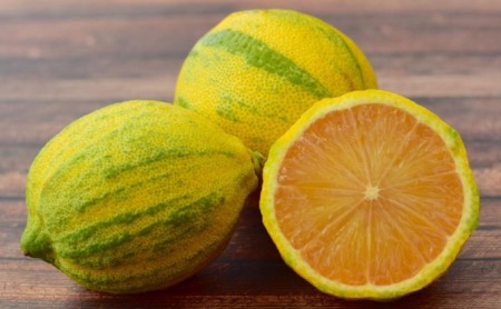 【2022年3月発送開始】斑入り レモンの木 ピンクレモネード 鉢植え