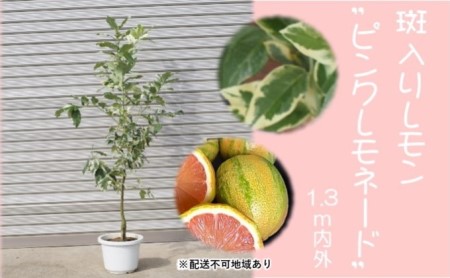 大苗斑入りレモンの木 ピンクレモネード1.3M(鉢底から)品番B 大苗斑入りレモンの木 ピンクレモネード1.3M(鉢底から)品番B