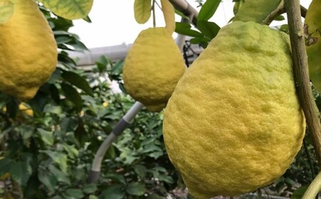 鉢植え 苗木 ジャンボレモン 6号 高さ約70～90cm レモンの木 レモン