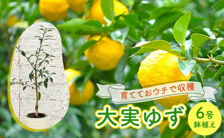 お気に入り】 柚子の苗木(根無し) ¥600 フラワー・ガーデニング 