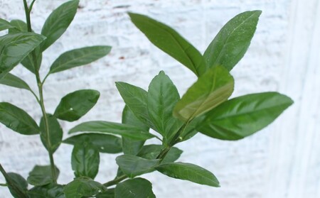 鉢植え 苗木 温州みかん 6号 青島 高さ約70~90cm 大玉で甘~い みかんの木 植物 ガーデン ガーデニング