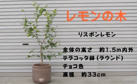 鉢植え レモンの木 リスボンレモン 大きめサイズ 配送不可 北海道 沖縄 離島