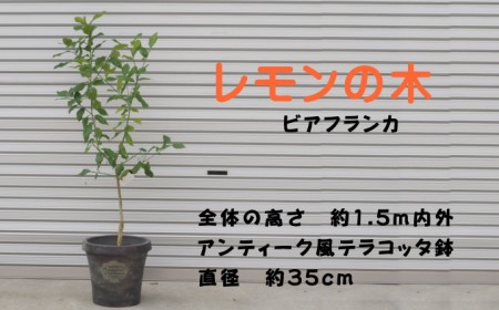 鉢植え レモンの木 ビアフランカ 大きめサイズ 配送不可 北海道 沖縄 離島
