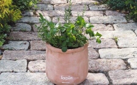 ハーブ 寄せ植え 5種 ラウンド型 テラコッタ鉢 25cm 植物 インテリア ガーデン 