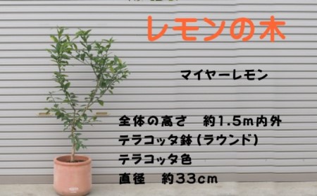 鉢植え レモンの木 マイヤー 大きめサイズ 配送不可 北海道 沖縄 離島 苗木 れもん 檸檬 Lemon 大きいサイズ 観葉植物 ガーデニング 花 実 香り 