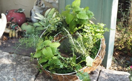 ハーブ サークルハンキング 直径35cm 植物 インテリア ガーデン 