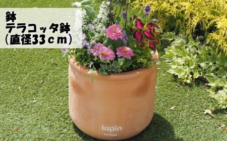 苗木 大きめサイズ ジューンベリーと季節のお花 寄せ植え 配送不可 北海道 沖縄 離島 植物 ガーデニング 庭 インテリア 癒し 玄関先 テラコッタ鉢 鉢植え