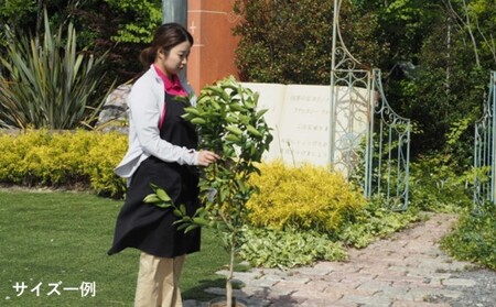 苗木 大きめサイズ ジューンベリーと季節のお花 寄せ植え 配送不可 北海道 沖縄 離島 植物 ガーデニング 庭 インテリア 癒し 玄関先 テラコッタ鉢 鉢植え