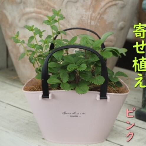 ハーブ 寄植え 摘み取って使う 新鮮 ハーブ 3種の寄せ植え プラ鉢 ピンク 苗木 庭 玄関先 ベランダ 植物 インテリア グリーンアイテム ハーブの寄せ植え おしゃれ 育てやすい