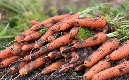 訳あり 規格外 にんじん 約5kg 有機JAS認証取得 栽培期間中農薬 除草剤 化学肥料不使用