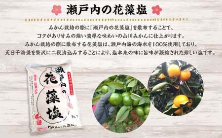 A157 福岡県山川産 塩みかん 5kg 【2025年11月上旬～12月下旬発送予定】 蜜柑 花藻塩
