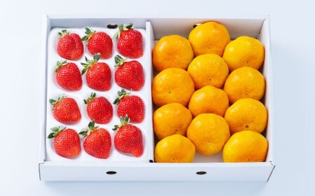 A331 福岡県産あまおう＆山川みかん詰合せ（あまおう12-15粒、山川みかん9-12玉） いちご イチゴ 苺 みかん ミカン 蜜柑 果物 くだもの フルーツ 詰合せ 【2025年12月中順次発送予定】