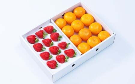 A331 福岡県産あまおう＆山川みかん詰合せ（あまおう12-15粒、山川みかん9-12玉） いちご イチゴ 苺 みかん ミカン 蜜柑 果物 くだもの フルーツ 詰合せ 【2025年12月中順次発送予定】