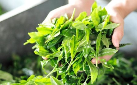 A39 八女茶和ごころじんわりティー３缶セット（ティーパック）