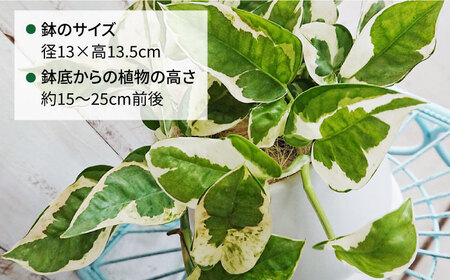 もっとも美しいポトスの進化型『 ポトス ・ エンジョイ 』 糸島市  / cocoha 観葉植物 [AWB028]