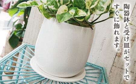 もっとも美しいポトスの進化型『 ポトス ・ エンジョイ 』 糸島市  / cocoha 観葉植物 [AWB028]