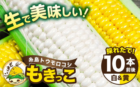 【 先行予約：2024年7月以降順次発送 】 糸島 トウモロコシ 『もきっこ』 白 黄 ミックス （ 8-10本 ） 《糸島》 【内田農業】[AZH003] とうもろこし とうもろこしトウモロコシ とうもろこし野菜 とうもろこしコーン とうもろこしスイートコーン とうもろこしBBQ とうもろこしバーベキュー とうもろこしキャンプ とうもろこしアウトドア とうもろこし白 とうもろこし期間限定 とうもろこし予約 とうもろこし先行