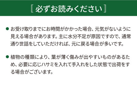 グリーンとホワイトのコントラストが美しい『 フィロデンドロン ・ バーキン 』 糸島市 / cocoha 観葉植物 [AWB032] 観葉植物 インテリア観葉植物 グリーン観葉植物 室内観葉植物