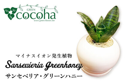 マイナスイオン発生植物『 サンセベリア ・ グリーンハニー 』  糸島市  / cocoha [AWB033] 観葉植物 インテリア グリーン 室内