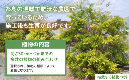 グリーンコーディネートチケット 11万円分【施工込み】糸島市 / サン・グリーン 園芸 植木 [AVN001]