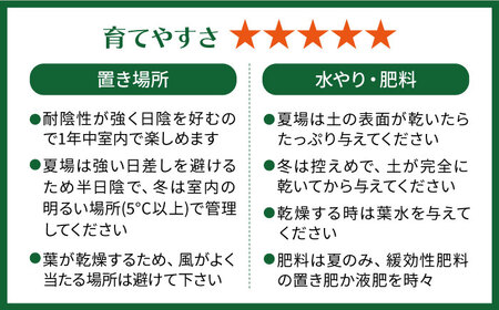 葉模様が独特で美しい 『マランタ・レウコネウラ・エリトロネウラ(ボスタス)』 糸島市 / cocoha 観葉植物 インテリア [AWB035]